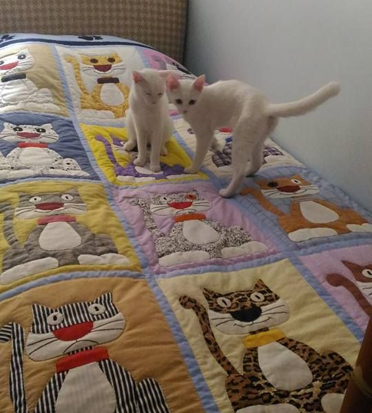 Feline Frenzy (Printed Edition)